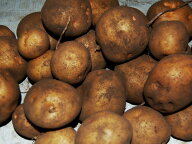 【新じゃが予約中】【訳アリじゃがいも10kg（キタアカリ・きたあかり）サイズ混合】送料無料（沖縄除く）…