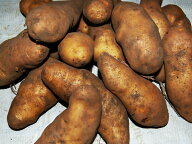 【新じゃが予約中】【訳アリじゃがいも10kg（メークイン）サイズ混合】送料無料（沖縄除く）プレゼント付…