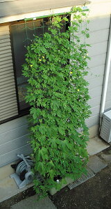 DAIM rj[ ΂̃J[e 5m݉Ch800 80cm×5m g