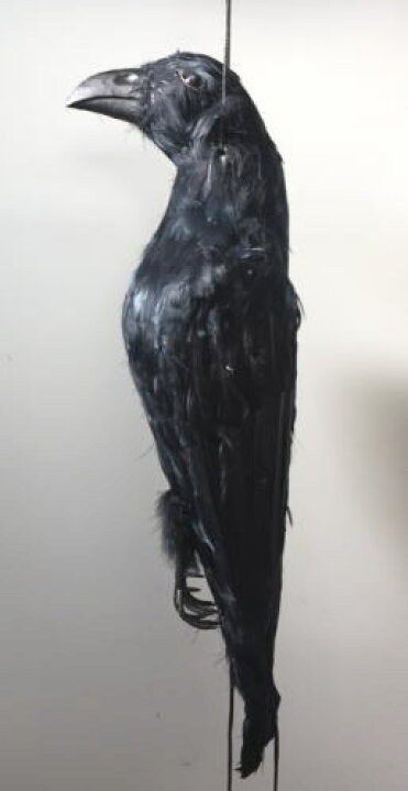 楽天市場 愛農 効果抜群 鳥追いカラス カラスの黒ちゃん 岩内金物店楽天市場店