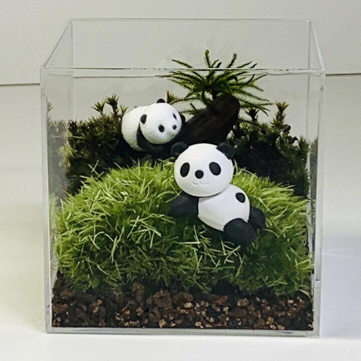 楽天市場 コケテラリウム制作キット ミニ パンダ王国 ホワイトデー コケテラリウムキット 癒し ジオラマ 苔インテリア 苔リウム 製作キット テラリウム コケリウム 初心者 作成 親子 制作 プレゼント お誕生日 パンダ フィギュア 流木 おうち時間 プレゼント ギフト