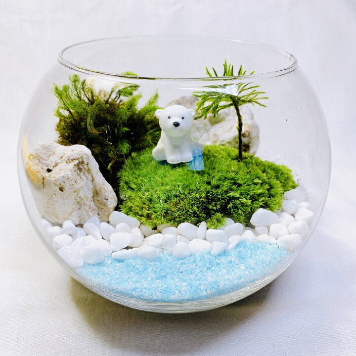 楽天市場 クリスマスプレゼント 苔テラリウム キット ガラスボウル インテリア 可愛い 海の動物たち プレゼント On The Beach 制作キット 苔インテリア 苔リウム 製作キット 製作キット コケテラリウム お誕生日 おうち時間 ギフト ステイホーム ペンギン 白くま 楽天市場 クリスマスプレゼント 苔テラリウム キット ガラスボウル インテリア 可愛い 海の動物たち プレゼント On The Beach 制作キット 苔インテリア 苔リウム 製作キット 製作キット コケテラリウム お誕生日 おうち時間 ギフト ステイホーム ペンギン 白くま