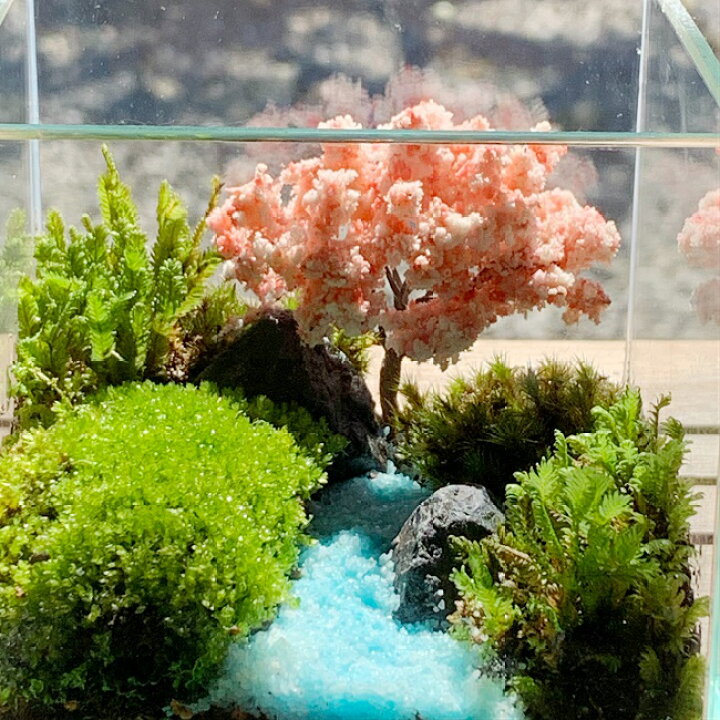 楽天市場 癒し おうちでお花見 苔盆栽 ミニ桜 造花 可愛い おしゃれ おうち花見 ガラスインテリア 桜 苔テラリウムキット 桜フィギュア 苔インテリア テラリウム 作成 お誕生日 おうち時間 ギフト ステイホーム ジオラマ 癒しグッズ 癒しの森 楽天市場店