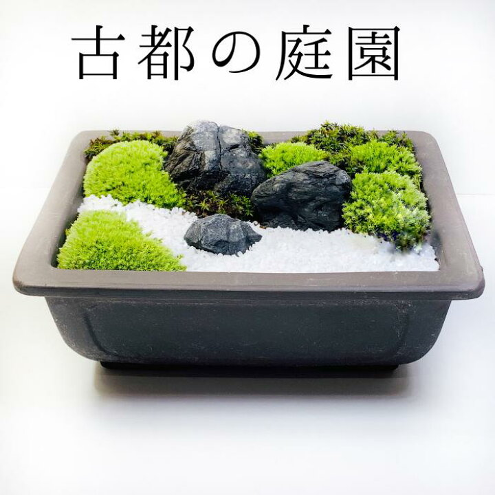 楽天市場 苔テラリウム キット 古都の庭園 贈り物 コケテラリウム創作キット 苔 苔盆栽 開運 癒し 和風 玄関飾り プレゼント 父の日 男性 母の日 誕生日 お祝い 大人の遊び 開店祝い 縁起物 長寿祝い 退職祝い 癒しの森 楽天市場店