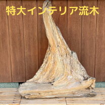 楽天市場】流木 特大（素材（インテリア）木）（インテリア小物・置物 