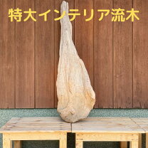 楽天市場】流木 特大（素材（インテリア）木）（インテリア小物・置物 