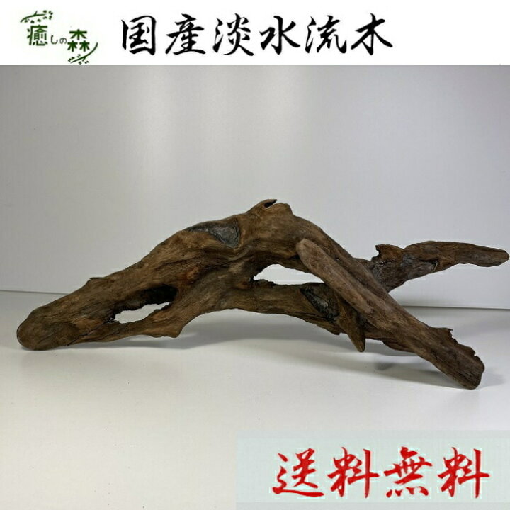 流木lサイズb１点物 60 80cm水槽用 水槽を豪華に 床の間 淡水流木 煮沸消毒あく抜き済 水槽オブジェ 玄関 盆栽 熱帯魚 魚の隠れ家 爬虫類 プレゼント用 置物 金魚 装飾品 店舗ディスプレイ
