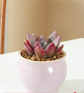 Ƌ̏蕨 A  Aؔ | A 񂹐A 킢 v`IAVX