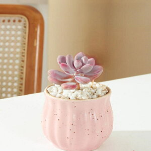 Ƌ̏蕨 A  Aؔ | A 񂹐A 킢 v`IAVX