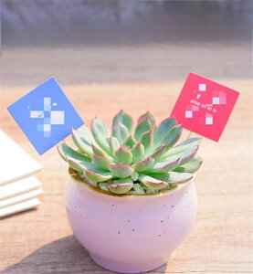 ySSP5{UPzƋ̏蕨 A  Aؔ | A 񂹐A 킢 v`IAVX