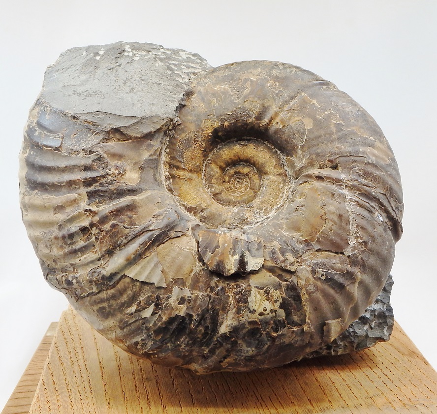 夕張産 プゾシア化石 a041 プゾシア（メタプゾシア）タカハシイ 標本 //アンモナイト/ 化石 /インテリア/ 国産 /レア