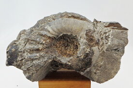 a046 アナゴードリーセラス標本　//アンモナイト/ 化石 /インテリア/ 国産 /レア