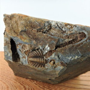 fr08 三葉虫の一種（Phacops SP）　標本//アンモナイト・化石・インテリア・国産・北海道・自由研究・学習・教材