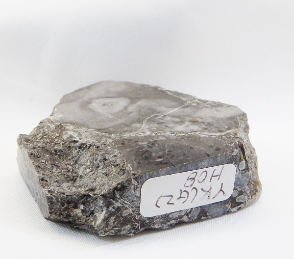 四射サンゴ他 化石 Yh08 サンゴ化石標本 アンモナイト 化石 インテリア 国産 レア Smarta