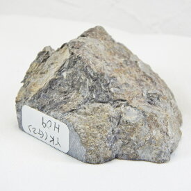 yh09 サンゴ化石標本 //アンモナイト/ 化石 /インテリア/ 国産 /レア