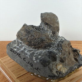 sh022 ユーボストリコセラス・小さな異常巻化石　標本//アンモナイト・化石・インテリア・国産・北海道・自由研究・学習・教材