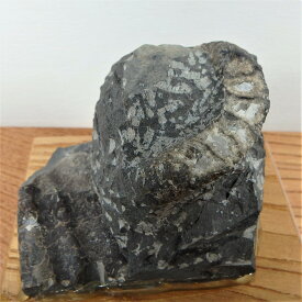sh026 ユーボストリコセラス 標本・小さな異常巻化石　標本//アンモナイト・化石・インテリア・国産・北海道・自由研究・学習・教材