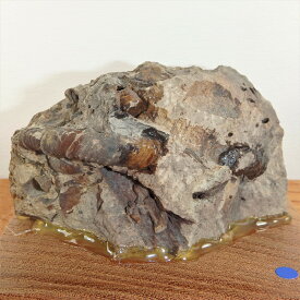 sh027 スカラリテス　標本・小さな異常巻化石　標本//アンモナイト・化石・インテリア・国産・北海道・自由研究・学習・教材