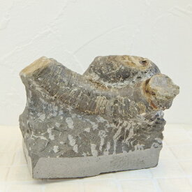 sh004 小さな異常巻密集化石　標本//アンモナイト・化石・インテリア・国産・北海道・自由研究・学習・教材
