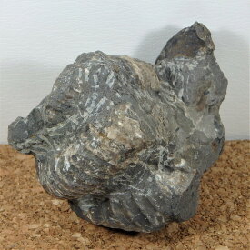 sh014 ユーボストリコセラスと植物化石・小さな異常巻化石　標本//アンモナイト・化石・インテリア・国産・北海道・自由研究・学習・教材
