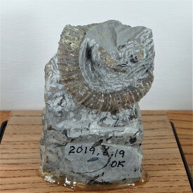 sh015 ユーボストリコセラスと植物化石・小さな異常巻化石　標本//アンモナイト・化石・インテリア・国産・北海道・自由研究・学習・教材