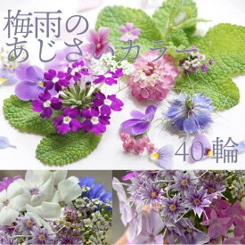 エディブルフラワー IZUMIYAMASAKI 梅雨のあじさいカラー ミックス 40輪 食用花 自然栽培 エディブルフラワー ビオラ バーベナなど