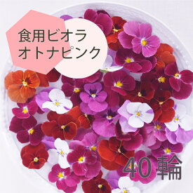 エディブルフラワー オトナピンク 40輪 ビオラ 食用花 デコレーション 推しカラートッピング 製菓材料 ケーキ スイーツ 国産 クリスマス 焼き菓子 プレゼント ギフト お菓子作り クッキー缶 アイシングクッキー ウエディングケーキ