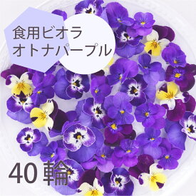 エディブルフラワー ビオラ オトナパープル 40輪 食用花 デコレーション 推しカラートッピング 製菓材料 ケーキ スイーツ 国産 クリスマス 焼き菓子 プレゼント ギフト お菓子作り クッキー缶 アイシングクッキー ウエディングケーキ