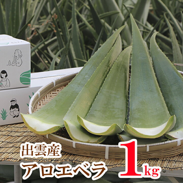 楽天市場】【お試し】【食用アロエ】出雲産アロエベラ生葉 1枚 （長さ