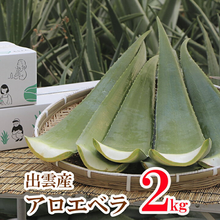 楽天市場】出雲産アロエベラ生葉 2kg〜2,5kg【食用アロエ】（2〜3枚  