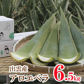 出雲産アロエベラ生葉　約6,5kg【食用アロエ】（5枚〜7枚）