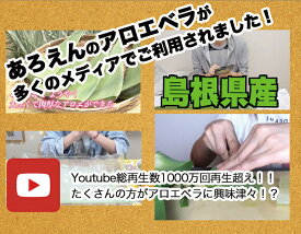 楽天市場 アロエベラ 食用の通販