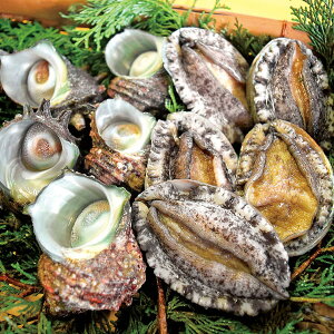 yYEzVсElyElEsz蕨@v[g@j@Ԃ@oY@@Mtg@@A@yY@j