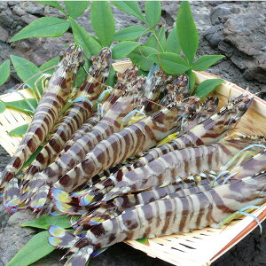 yYEzVY ԊCV[{B]i600gjyElEsz蕨@v[g@j@Ԃ@oY@@Mtg@@A@yY@j