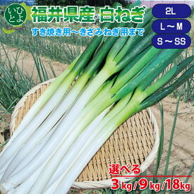 長ねぎ ねぎ 白ねぎ 野菜 【 福井 いひとよ 白ねぎ 3kg/9kg/18kg SS~S M~L 2L サイズ 】 3kg 3kg×3 3kg×6 福井県 1箱 3kg 箱 ネギ 長ネギ 白ネギ 葱 やさい まとめ買い 美味しい 産地 料理 鍋 すき焼き 薬味 業務用 長葱