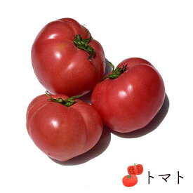 トマト AL 1個 国産 熊本県産 他 バラ売り | とまと お取り寄せ 野菜 まとめ買い 新鮮野菜 上越産他 上越フルーツ