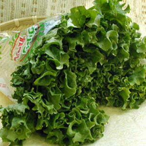 y{B  z O[J[ LTCY 15 1 E錧Y | O[^X ^X O[[t  Ɩp  VN zt[c h{Ղ Yn Z