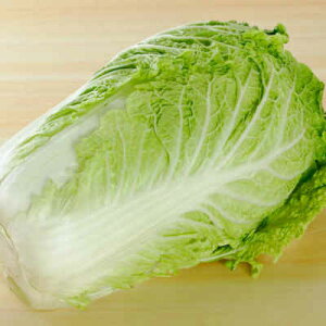 yō oz쌧Y  1ʁi͂ nNTC  Hށjzt[c