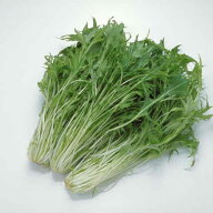 【本州 送料無料 箱売】 水菜 200g 25袋 1箱 茨城県産他 ｜ みずな ミズナ ミズ菜 茨城 業務用 野菜 新鮮…