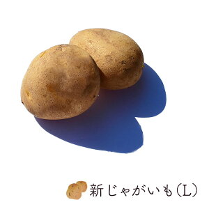 Ⴊ L 10kg  o kCY b Ɩp Ⴊ WKC Ⴊ Ⴊ  VN  Y VN zt[c