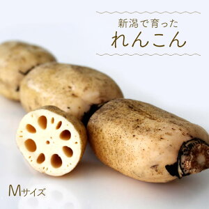 ؁yi{Bj  ōzVY 񂱂 MTCY 2kg 1i񂱂 񂱂 jzt[c