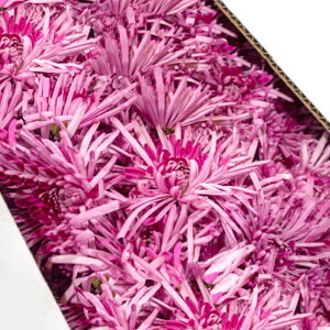 yō ozVY `̑f 100g 1pbNî JLmg Ă e  Hpe jzt[c