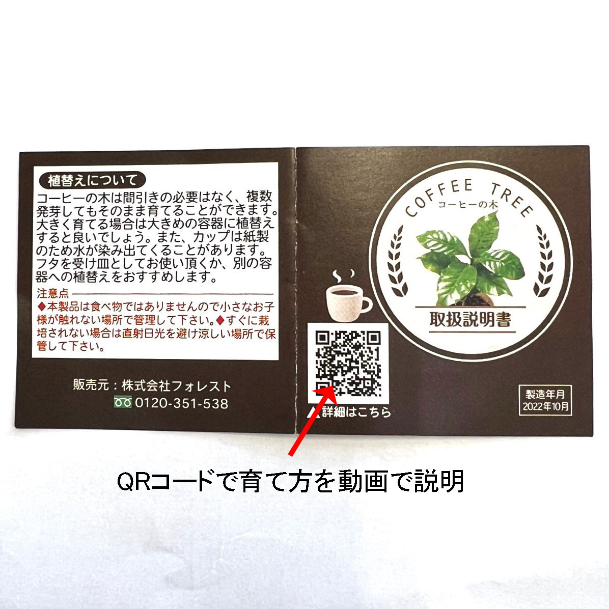 楽天市場】コーヒーの木_栽培キット コーヒー コーヒーの種 観葉植物 