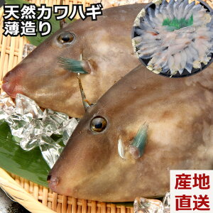魚 カワハギ 天然の人気商品 通販 価格比較 価格 Com