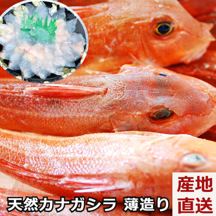 楽天市場 天然カナガシラの薄造り かながしら 金頭 真空急速冷凍 島根県 大田市 一日漁 高級魚 刺身 海鮮ギフト プレゼント 熨斗対応 冷凍便 産地直送 送料無料 グルメダイニング友楽堂