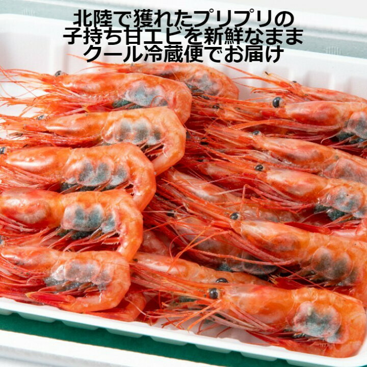 楽天市場 北陸産 子持ち甘エビ 50尾 クール冷蔵便 お刺身用 アマエビ えび あまえび 甘えび 石川県産 日本海 海鮮 国産 ギフト プレゼント お歳暮 年賀 お正月 産地直送 お取り寄せ 送料無料 グルメダイニング友楽堂