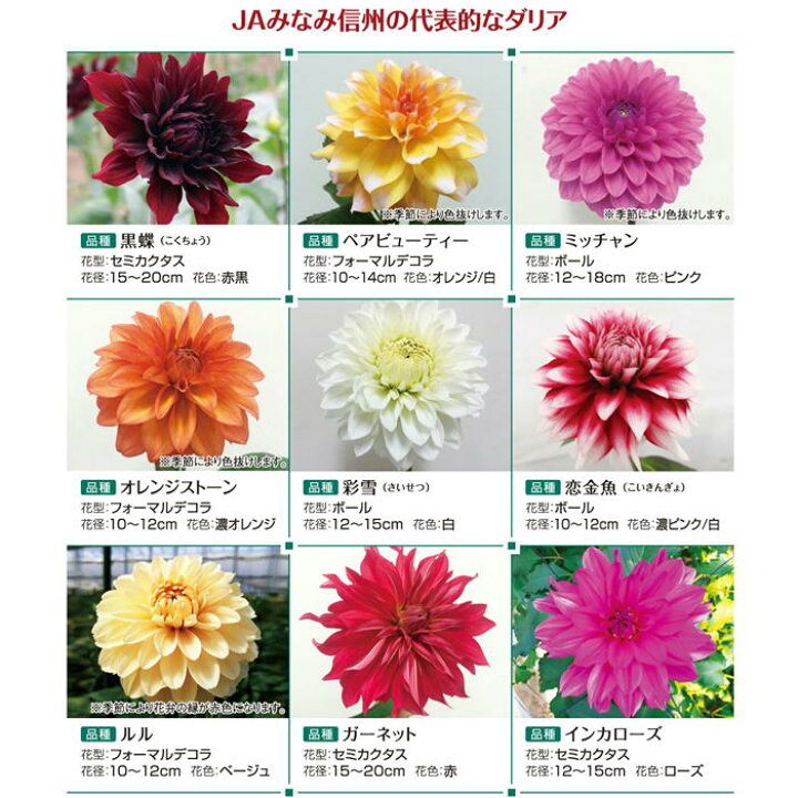 楽天市場 長野県 Jaみなみ信州 季節のおうちフラワー R7 旬 花束 お花 花ギフト フラワーブーケ フラワーギフト ギフトフラワー ギフト 季節の花 内祝い 贈答用 アレンジ おしゃれ 母の日 母の日ギフト 可愛い かわいい プレゼント 誕生日 結婚祝い 退職祝い 還暦