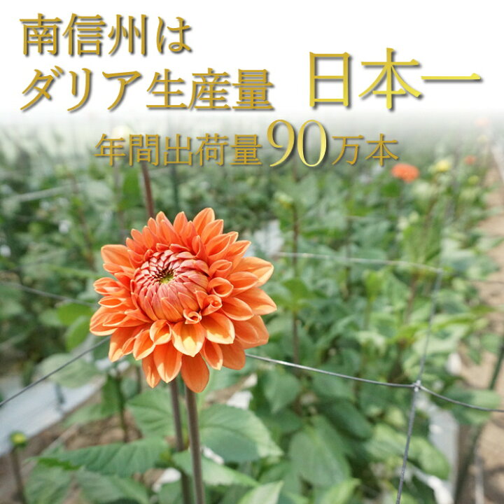 楽天市場 長野県 Jaみなみ信州 プレミアムダリアギフト R719 旬 花束 お花 ブーケ フラワーブーケ フラワーギフト ギフト 季節の花 内祝い 贈答用 アレンジ 花ギフト おしゃれ ギフト 可愛い かわいい プレゼント プロポーズ 誕生日 結婚祝い 退職祝い 還暦祝い お