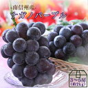 ぶどう ナガノパープル【秀品】約2kg(3〜5房) R004 （冷蔵）※8月下旬〜発送 送料無料 産地直送 ブドウ 葡萄 果物 くだもの フルーツ 高級フルーツ 旬の果物 旬のフルーツ 長野パープル 時期 夏 旬 長野 種なしぶどう 種無し ギフト 内祝い 贈り物 贈答用