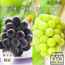 ぶどう ピオーネ＆シャインマスカットMIX 約1.2kg (各1房) R021(冷蔵) ※9月中旬～発送 送料無料 皮ごと食べられる マスカット セット おいしい 種無し ブドウ 葡萄 果物 フルーツ 長野 国産 大粒 種なし ギフト 内祝い お祝い 贈り物 贈答用 JAみなみ信州 産地直送